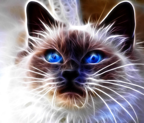 codino271082's profile picture. 