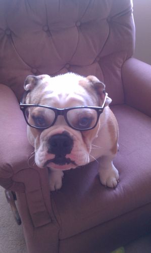 Being a bulldog is tough. Follow my adventures and experience what it's like to be a bulldog.