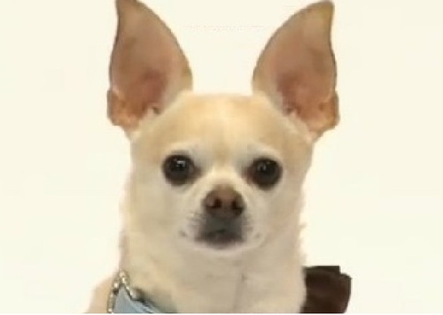 PiranhaBanana's profile picture. I'm a therapy assist chihuahua w/angel wings on my back. I love carrots, warm sunshines & fluffy blankets. Tweet me for doggy therapy when you're feeling low.