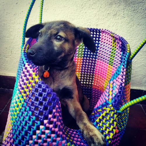 Bombat Dawgz is a community of dog lovers in Bangalore whose aim is to promote friendship with as many dogs as possible. Disclaimer: http://t.co/rpqRNEDbZb