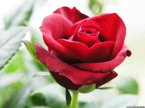 ‏سبحان الله وبحمده