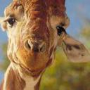 Cheryl Fehr - @CheryBomb4 - Twitter