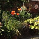 Derek Wisdom - @wisdomgardeners - Twitter