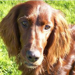 I am a Irish Red Setter living a great life – wasn’t always this good as I was rescued when I was 10 months old, you can read my blog – I wrote it all myself.