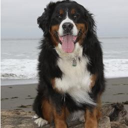 campgiusti's profile picture. I am Charlie Girl telling my adventures at Camp Giusti