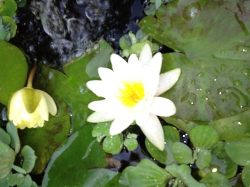 Gullfoss's profile picture. 