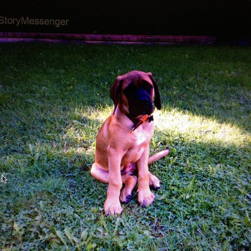 SmokehouseRules's profile picture. 