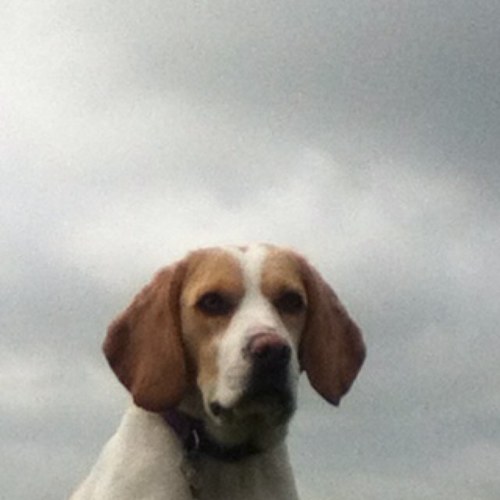 thenobbyobrien's profile picture. 