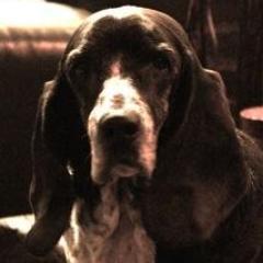 @mcbridemelissa dog. Happy. She's an amazing mommy and the best actress ever! #TeamCarol woof woof.