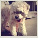 Nova Wang - @Supernovadog - Twitter