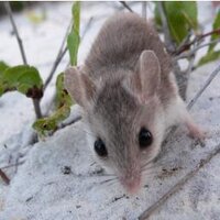 The Hoekstra Lab (@hoekstralab) 's Twitter Profile