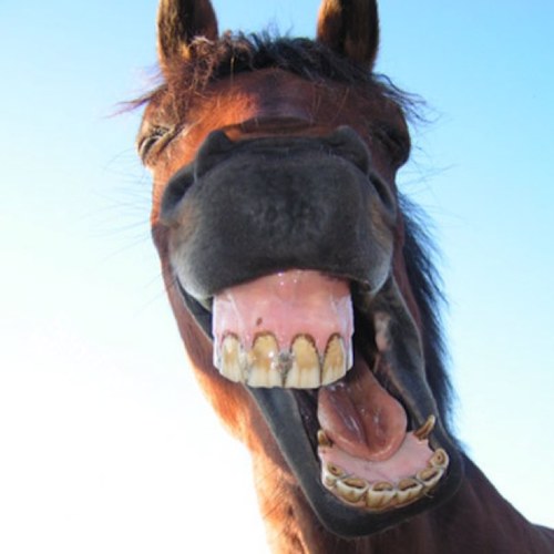 Tesco_Horse's profile picture. Nothing to do with with tesco.
 Parody