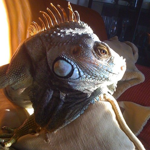 Half robot and half iguana