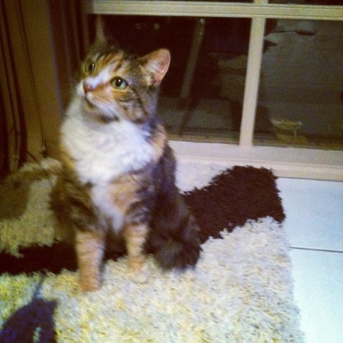 sppanz's profile picture. 