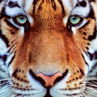 Jafar Bo Abdullah (@y_abdullah70) 's Twitter Profile