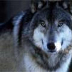 rossanges's profile picture. 