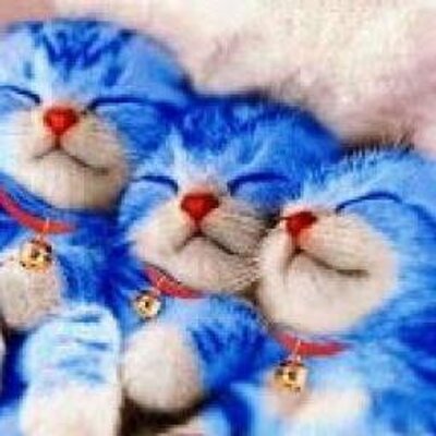 拡散希望bot 友達の輪を広げよう ドラえもんが本当に存在したらこんな感じなのです ドラえもんそっくり本物の猫ちゃんです かわいいと思ったらrt Http T Co Xk9od8daht