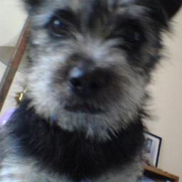 pashun54's profile picture. 