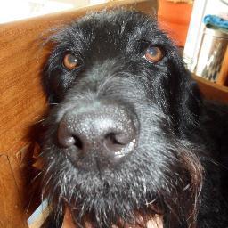 I am a 2 yr old rescue Black Doodle, with piercing Brown eyes, and very white teeth. I am awesome.........