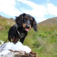 Penny von Knockwurst (@pennyknockwurst) 's Twitter Profile