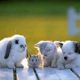 HeavenlyFelines's profile picture. A No-Kill Cat Sanctuary/Rescue for homeless,unwanted,sick.abused  We protect vulnerable felines advocate animal rights! Provide good homes for them=good life!