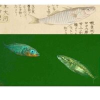 水思魚語 (@seiichiharinko) Twitter profile photo