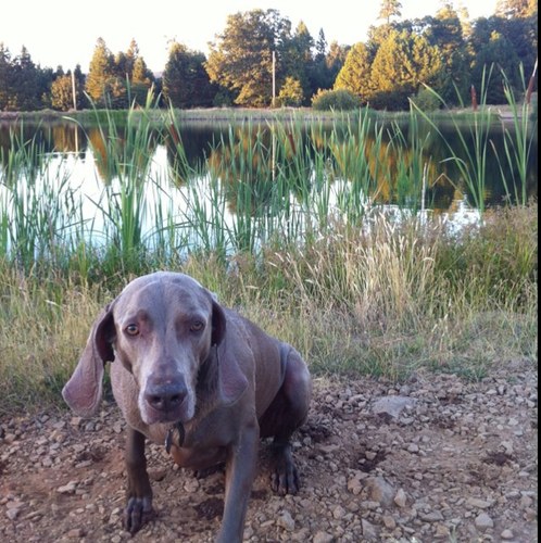 slvrpickle's profile picture. 