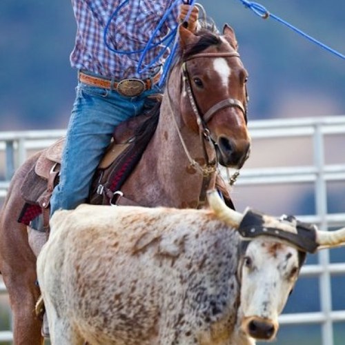 I love my horses and my family.