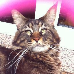 Todo en noticias #Felinas
#CuriosidadesGatunas #SaludGatuna #GatosMonosos
¡¡Y mucho más!! 
Bienvenido :-3