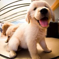 Puppies Daily (@puppiesforall) Twitter profile photo