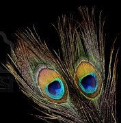 Author of The Astral Ordinance series. Active #lightworker. #Reki Master. #Vegetarian. #Animal lover.