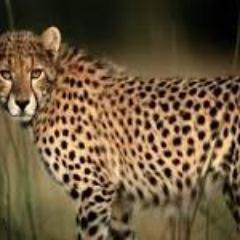 shingiray's profile picture. 