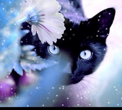 Blackcatquilter's profile picture. Quilter, cat-lover, avid reader on my Kindle, RN, 38 year career as nurse educator and administrator.