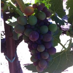 🏴☠️🏳️🌈🏴☠️ UC IPM Entomology Advisor, Salinas Valley. Leafy greens, cole crops, grapes, and berries. AuDHD. DEI sci, BLM. Views mine, not employer's.