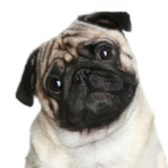 Join in and show off your Pugs! We also provide a variety of pug shirts and gifts in the store. Visit us on Facebook!! http://t.co/XGqHJ9rp7M