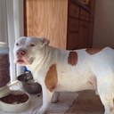 Robert lee Hester  - @boxtruckBob - Twitter