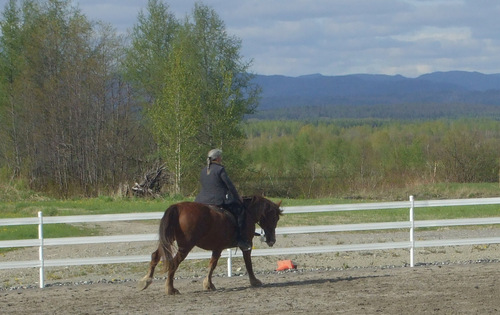 Merveilleux Chevaux
