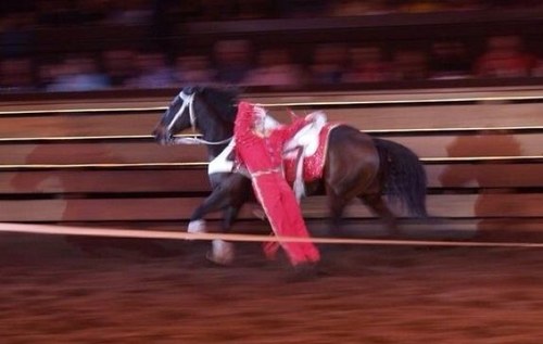 SkidmoreLarry's profile picture. Professional Trick rider/Equestrian, Heartland worker, conservative, and lover of the great outdoors!