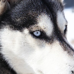 In the spirit of Vern Johnson, we share and celebrate Fur Rendezvous! Please share and tag your photos with #furrondy  @furrondy as you enjoy this winter fest!