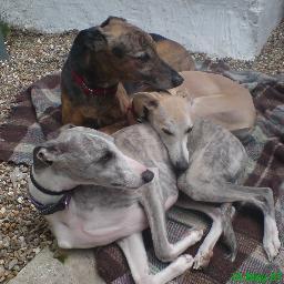 Curious Whippet designs and creates unique handcrafted keepsake bunting. The Curious Whippets are Benji, Ditz, Lulu & Queenie - full of life and love.
