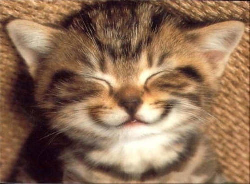file:///C:/Users/Claire/Desktop/chat-sourire.jpg