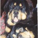 Mike Dotson - @dixchiens - Twitter