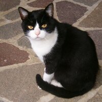 appialive (@agoappia) 's Twitter Profile