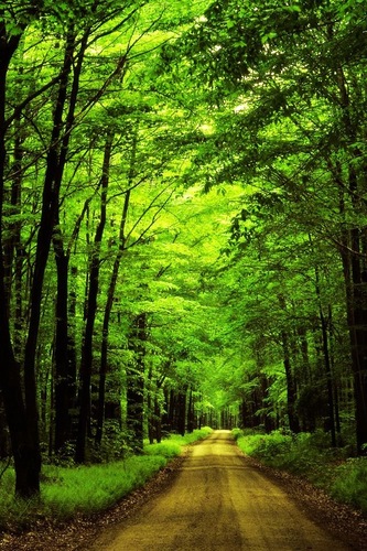 teresamclarnon's profile picture. 