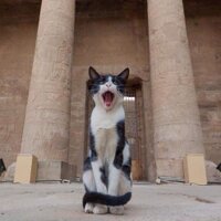 simbakis (@simbakis) 's Twitter Profile