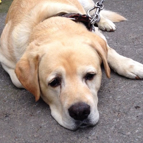 nextone_higashi's profile picture. トレカチェーン『CARDBOX』の本部スタッフです

http://t.co/4dZq8MHq