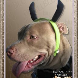 Pit bull and weimaraner owner/homeschooling/music(all)/service dogs are great....