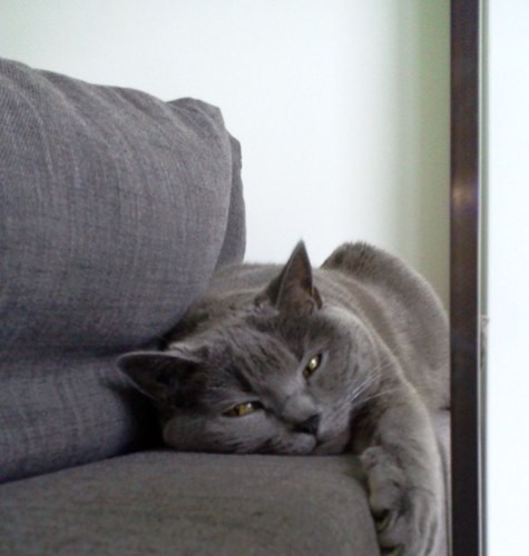 catlegr's profile picture. 