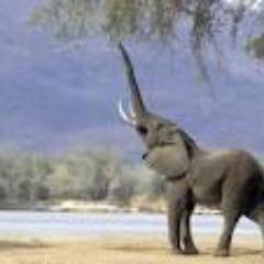 annahstacia's profile picture. Female Journalist based in Bulawayo