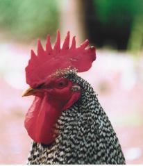 Giant Talking Chicken From Toronto. Groucho Marxist: fighting for a society with no class.  Writes fiction as MJ Murphy, about it at https://t.co/1cfrCRFC0c